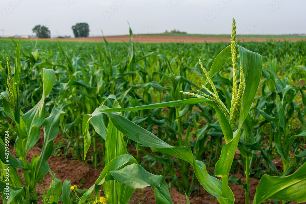 Fields of young corn in Israel Fields of young corn in Israel