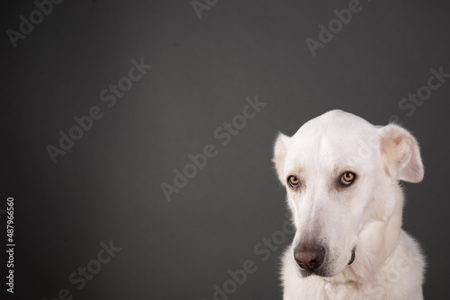 white dog portrait