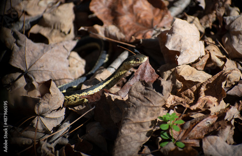 snake on the ground in leaves