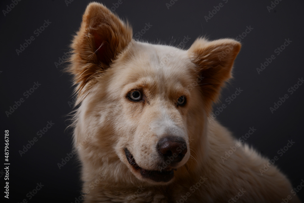 portrait of a dog portrait of a dog