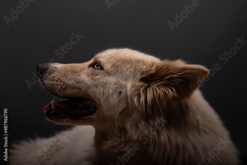 close up of a dog