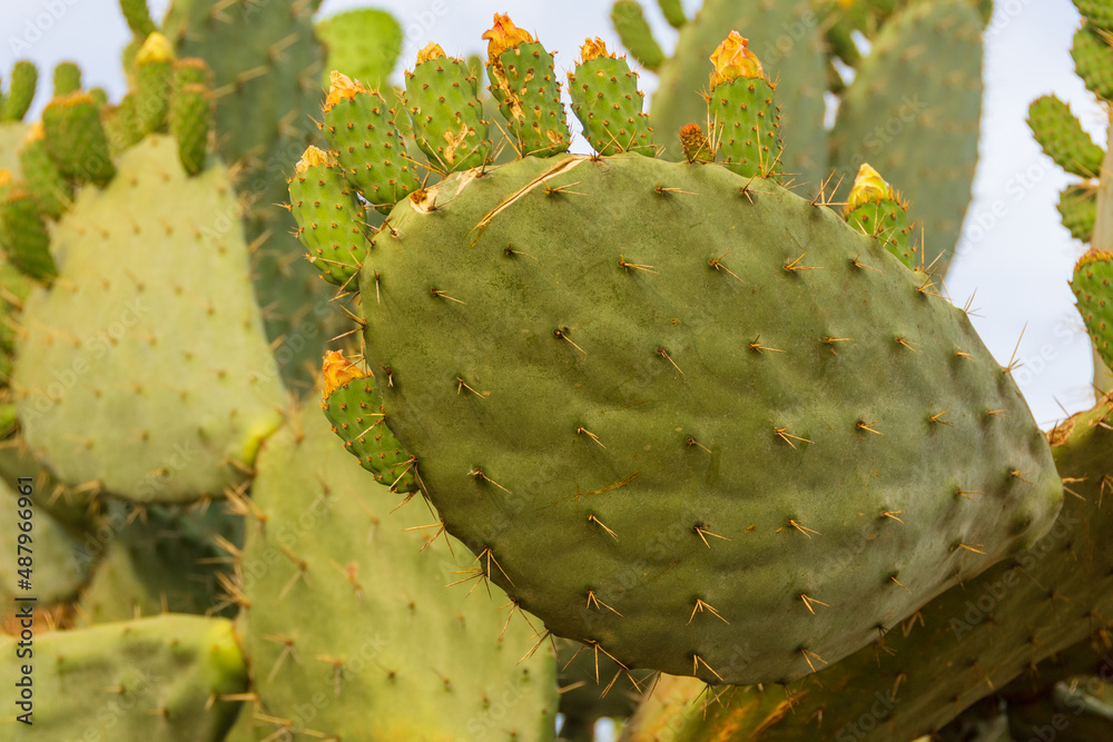 Cactus and cactus fruit (sabra) in Israe Cactus and cactus fruit (sabra) in Israe