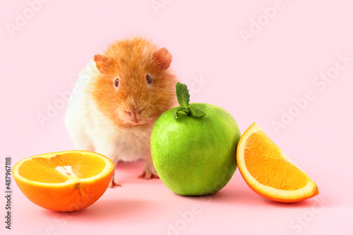 Funny Guinea pig with fruit...