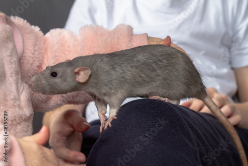 Children hold a gray pet rat on their lap and stroke their beloved pet with their hands