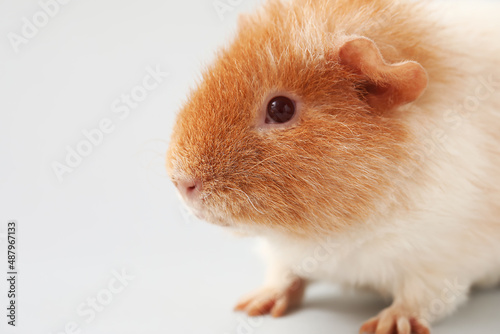 Funny Guinea pig on light b...