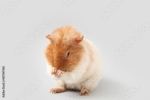 Funny Guinea pig on light b...