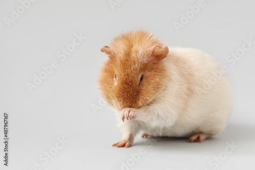 Funny Guinea pig on light b...
