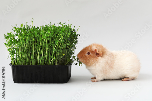 Funny Guinea pig eating mic...
