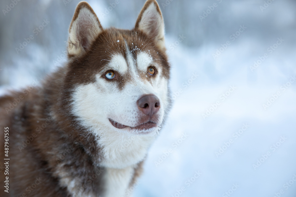 Dog husky breeds in winter on a snowy background. Dog husky breeds in winter on a snowy background.