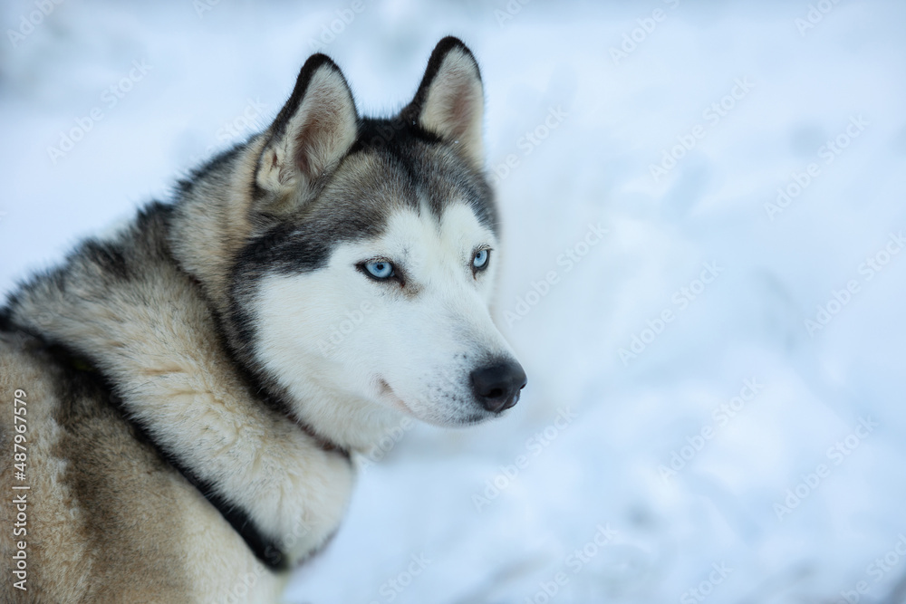 Dog husky breeds in winter on a snowy background.