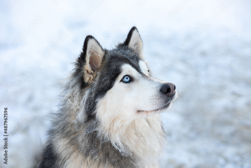 Dog husky breeds in winter on a snowy background.