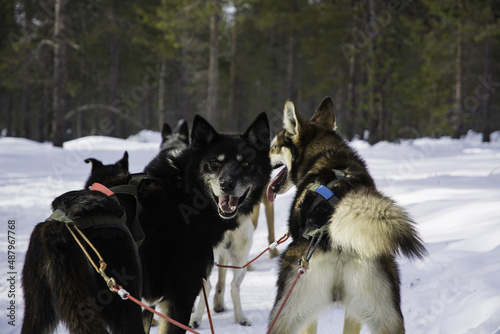 Принти на полотні View from a husky sled at Saariselka, Finland, Europe