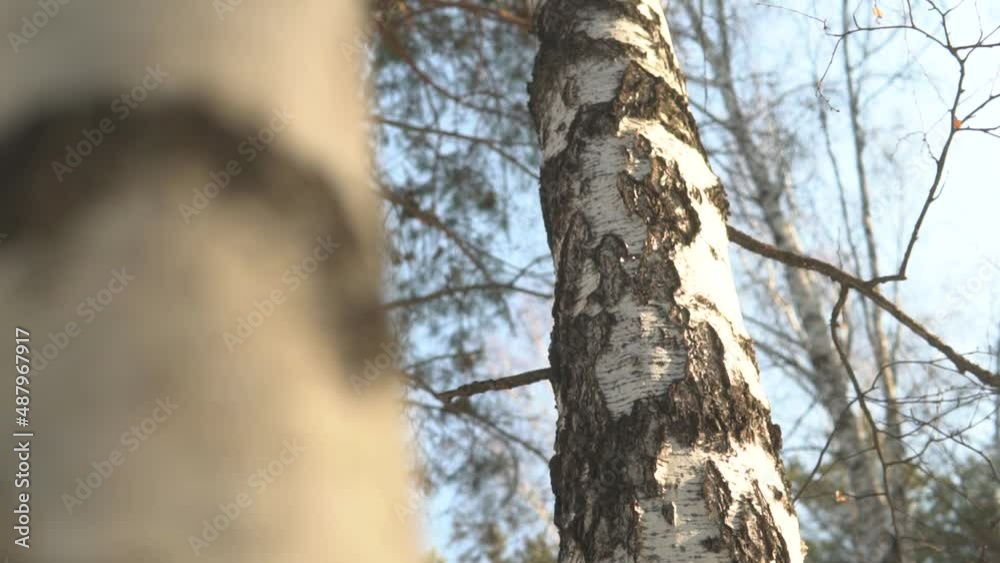 Birch tree, bark trunk revealing sky, pan and tilt in the forest, bright day, close up, dutch angle slow motion. Sunny weather in a wood. Birch tree, bark trunk revealing sky, pan and tilt in the forest, bright day, close up, dutch angle slow motion. Sunny weather in a wood.