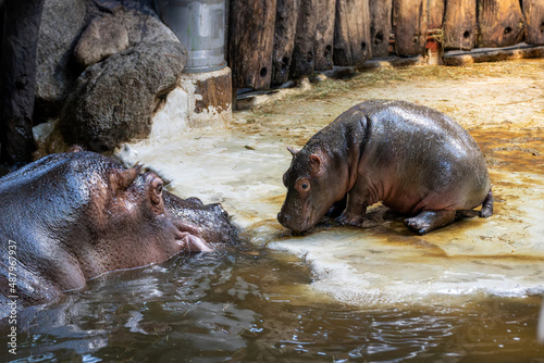 Fototapeta A baby hippopotamus at Karlsruhe Zoo