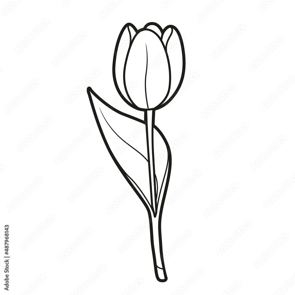 Half closed bud tulip coloring book linear drawing isolated on white background Half closed bud tulip coloring book linear drawing isolated on white background