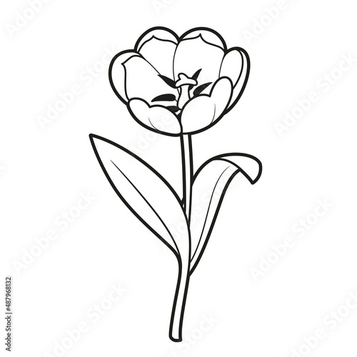 Tulip big flower coloring book linear drawing isolated on white background