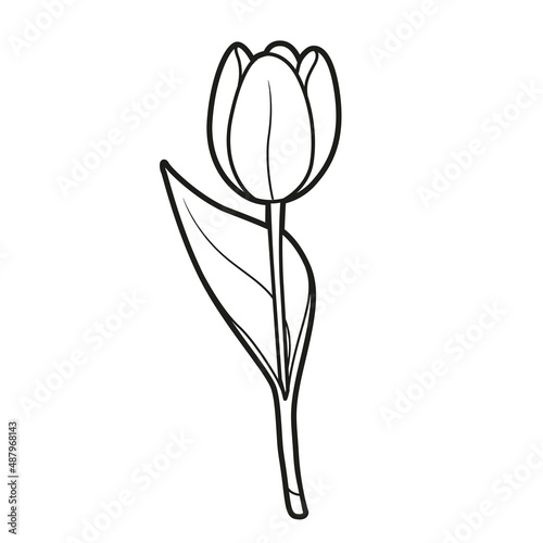 Half closed bud tulip coloring book linear drawing isolated on white background
