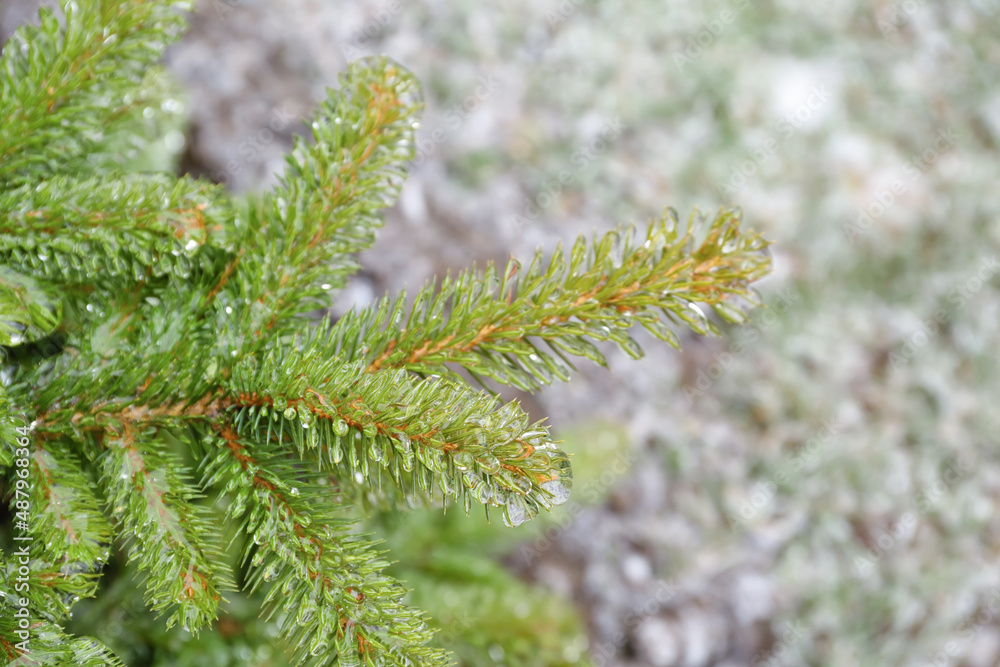 Green fir tree branches covered with ice on winter day, closeup Green fir tree branches covered with ice on winter day, closeup