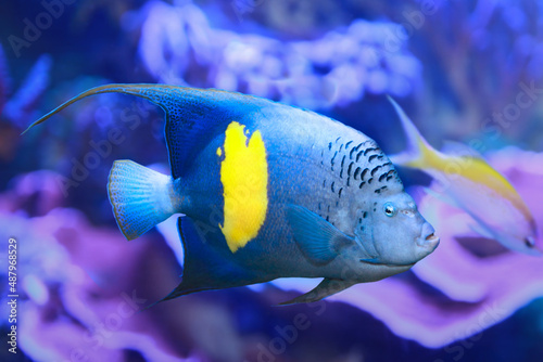 Yellowband angelfish or Pomacanthus maculosus photo