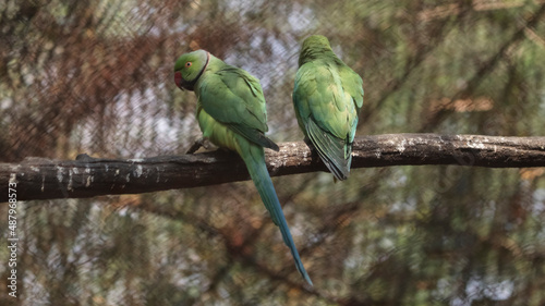 Two parrots are sitting on the tree. On blurred backgrounds