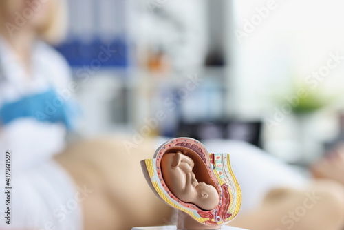 Obraz na plátně Plastic model of an embryo in the womb on the doctor's table