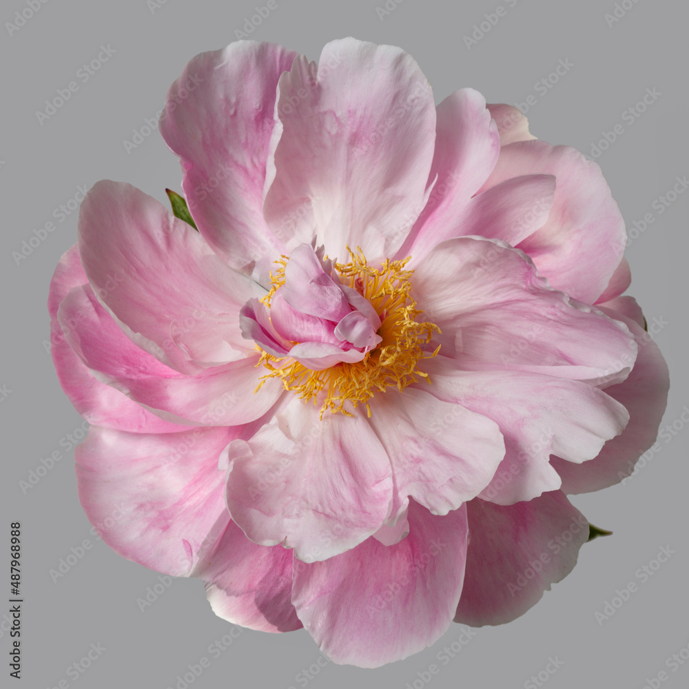 Beautiful pink peony flower with yellow center isolated on grey background.