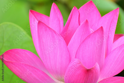 蓮の花　