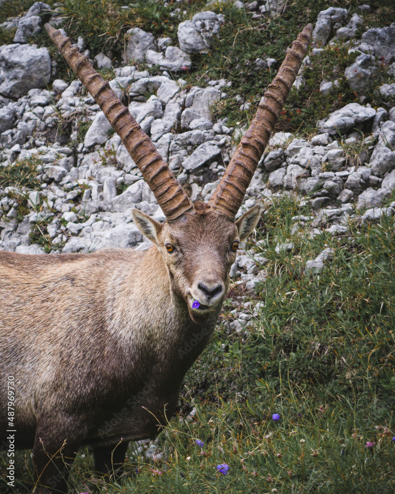 Steinbock beim Verspeisen einer Blume am Hochschwab