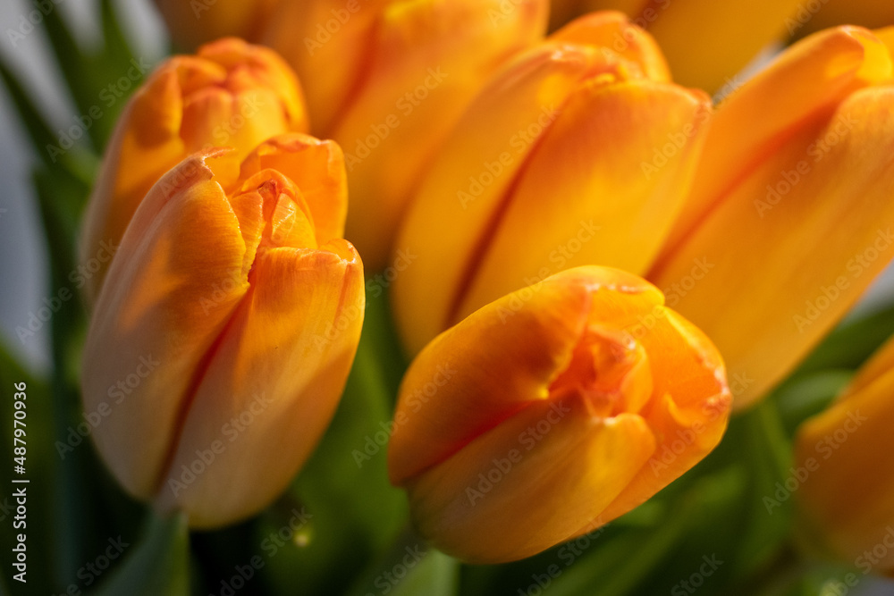 Obraz premium Pomarańczowe tulipany