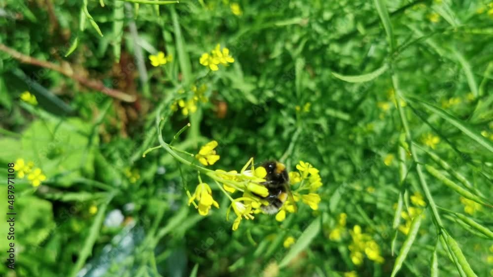 A bee looking for nectar. In a field of wild flowers. A bee looking for nectar. In a field of wild flowers.