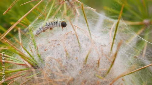 Silky thread nest of pine processionary moth larva on a pine tree photo