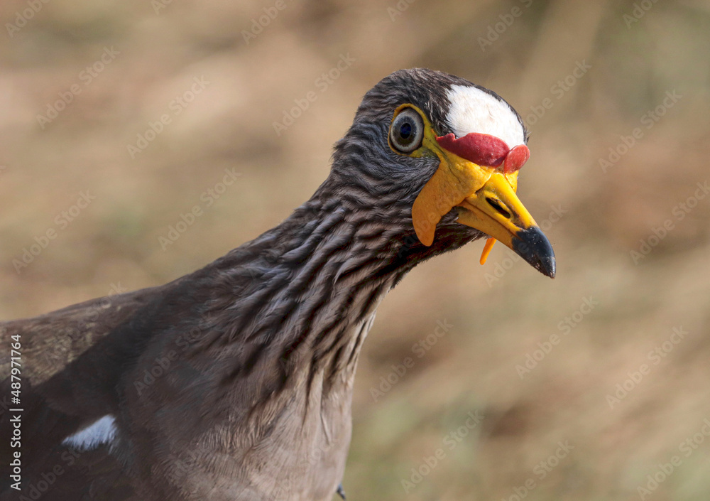 Fototapeta premium African Wattled Lapwing, South Africa