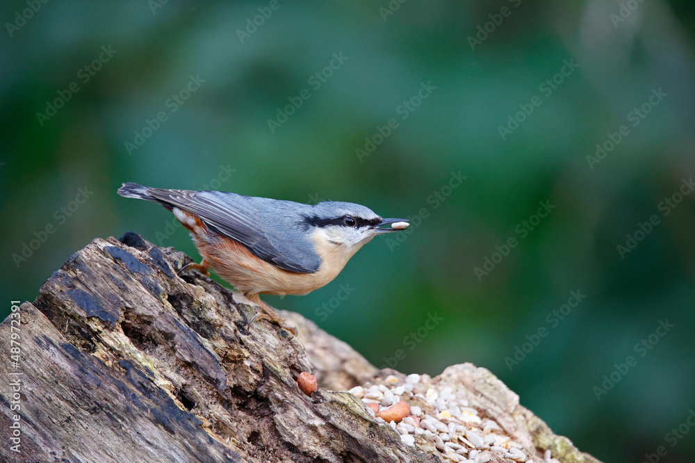 Naklejka premium Nuthatch collecting food in the woods