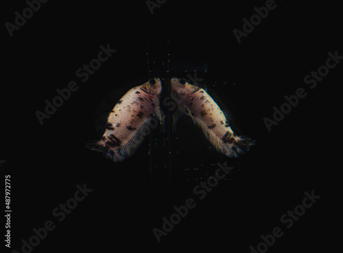 betta fish splenders plackat female melano color with black dots