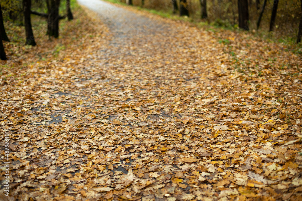 Yellow leaves on road. Park in autumn. Beauty of autumn landscape. Yellow leaves on road. Park in autumn. Beauty of autumn landscape.