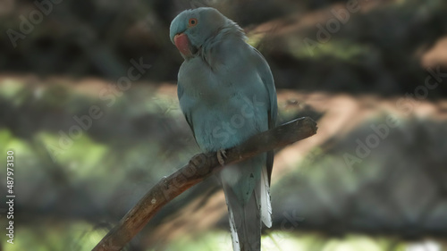 The cyan-colored parrot is sitting on a tree. It is beautiful to look at photo