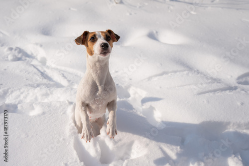 Jack Russell Terrier dog in the snow in winter. 