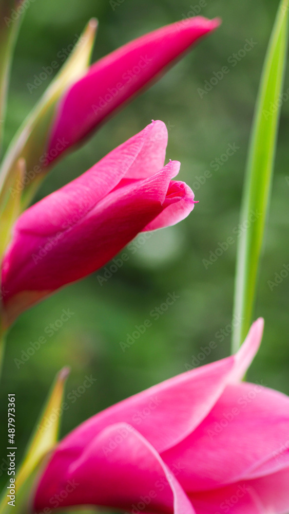 Obraz premium Macro de pétales de fleurs roses, dans un jardin avec bassin