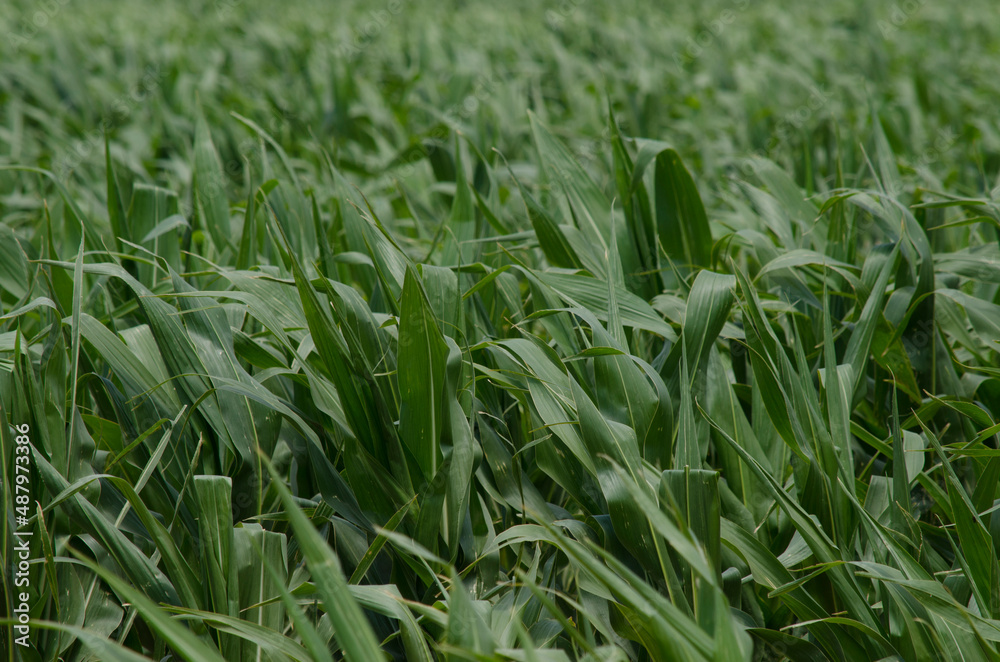 Obraz premium young corn plantation. cornfield. farming