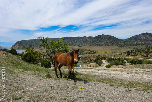 A beautiful young horse near the Kara-Dag mountain. Crimea. Russia 2021 © Виктория Балобанова