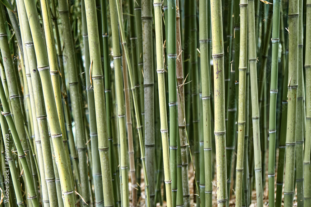 Thin bamboo stems in green forest under bright sunlight. Leaves and branches of different shades of green grow in warm and well-lit place closeup Thin bamboo stems in green forest under bright sunlight. Leaves and branches of different shades of green grow in warm and well-lit place closeup