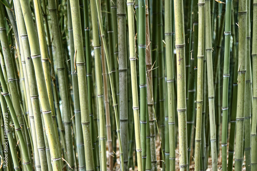 Thin bamboo stems in green forest under bright sunlight. Leaves and branches of different shades of green grow in warm and well-lit place closeup