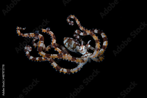 Wunderpus Octopus - Wunderpus photogenicus swims in the open sea. Underwater world of Bali, Indonesia.