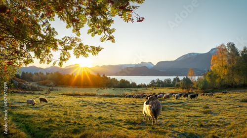 Sheep Farm © Kristian
