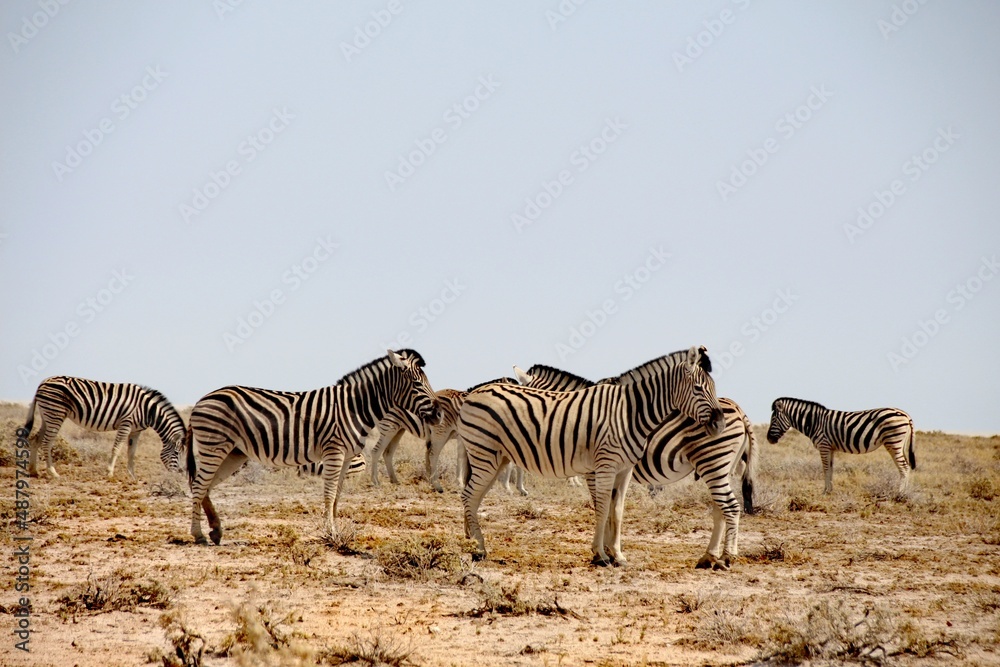 Obraz premium Wildlife in Namibia 