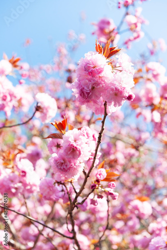 八重桜の季節