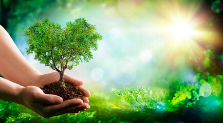 Environment - Heart Tree In Nature With Hands And Green Forest  - Earth Day