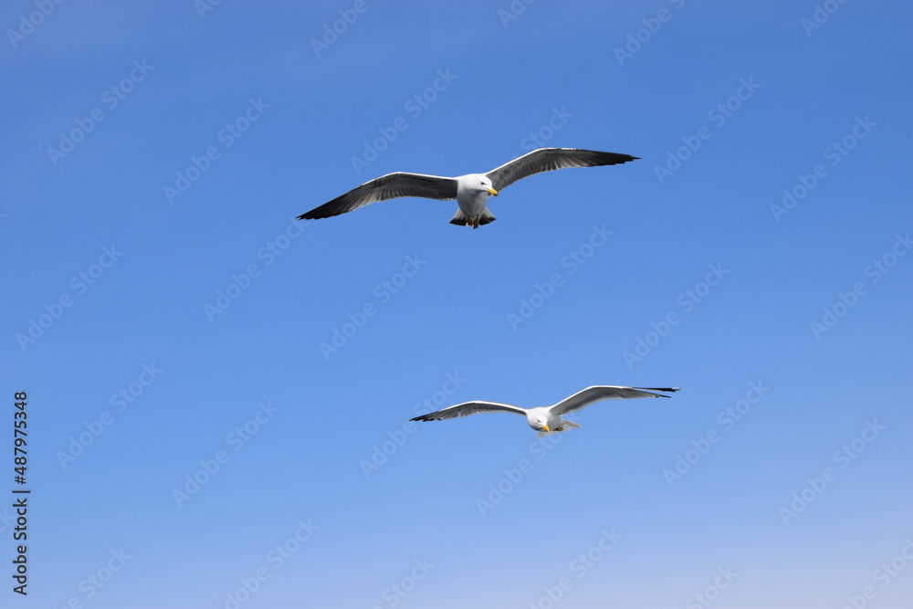 seagulls in flight