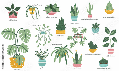 House plants in pots vector set.Plants names