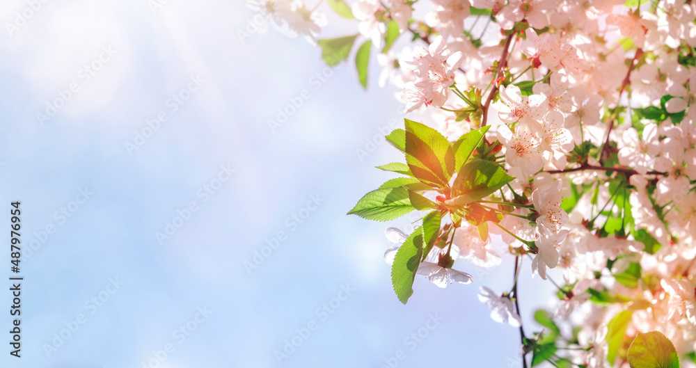 Beautiful floral spring nature background. Branches of blossoming cherry with soft focus on gentle light sky background. Greeting cards with copy space